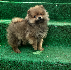 Volpino di Pomerania