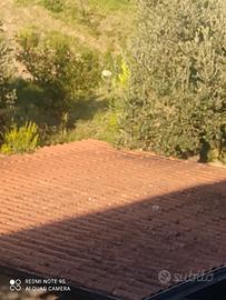 tegole a coppi 550 pezzi