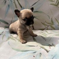 Cuccioli di chihuahua Toy