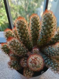 2 polloni di cactus Mammillaria elongata