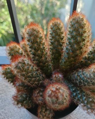 2 polloni di cactus Mammillaria elongata