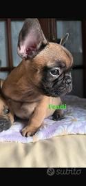 Bouledogue francese
