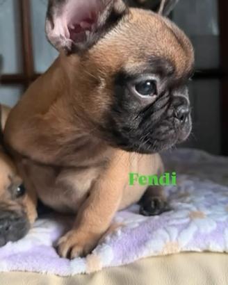 Bouledogue francese