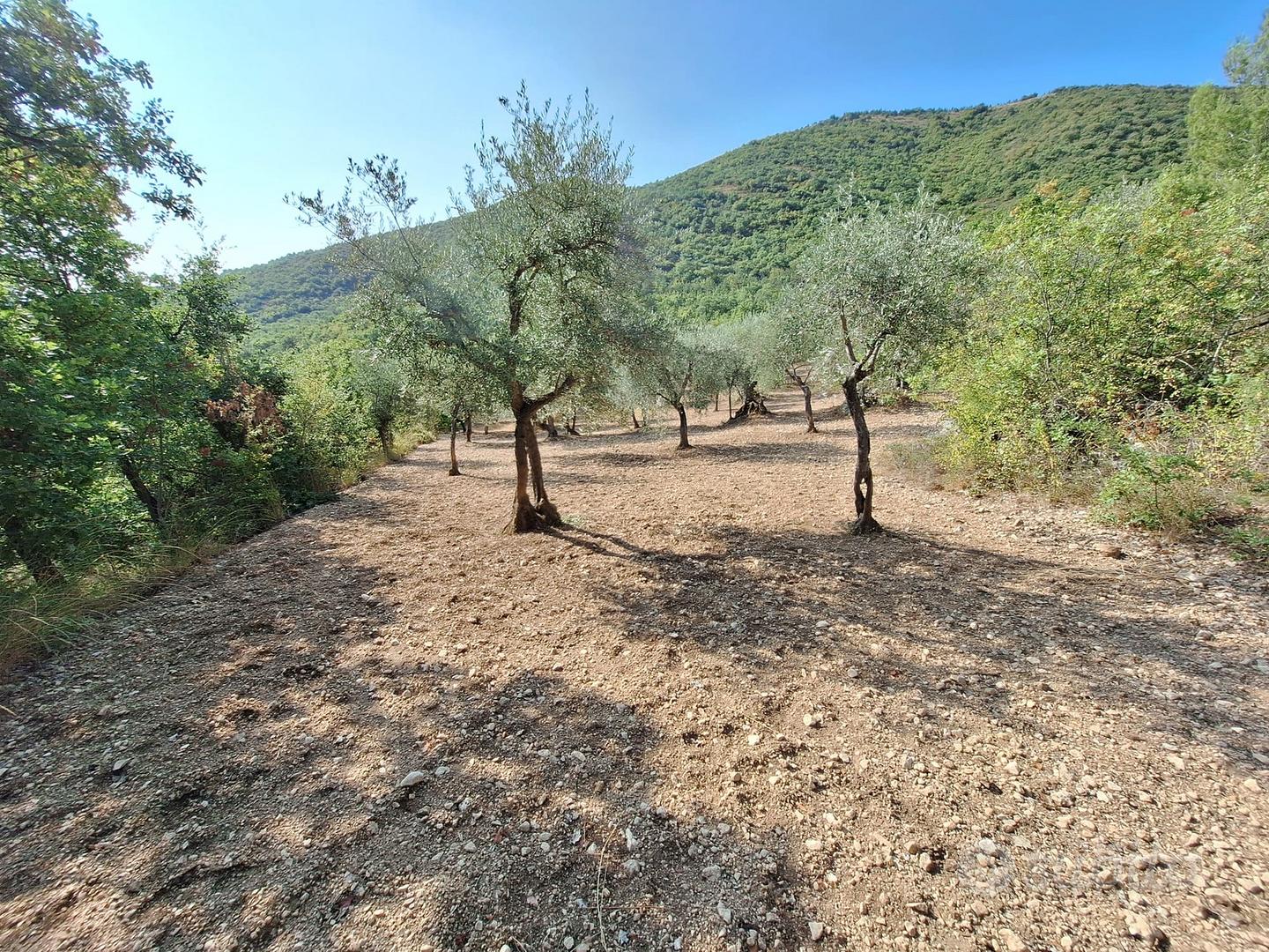 Terreno e piante di ulivo - zona capestrano - Vista 4