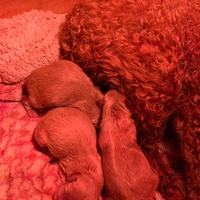 Cuccioli di maltipoo