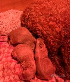 Cuccioli di maltipoo