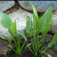 piante di alisma plantago acquatica