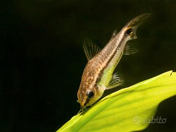 Branco di Corydoras pygmaeus