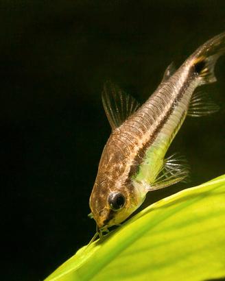 Branco di Corydoras pygmaeus