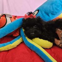 Barboncina toy nera piccola 3 mesi