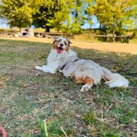 Splendido Pastore Australiano Red Merle per Monta