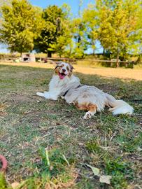 Splendido Pastore Australiano Red Merle per Monta