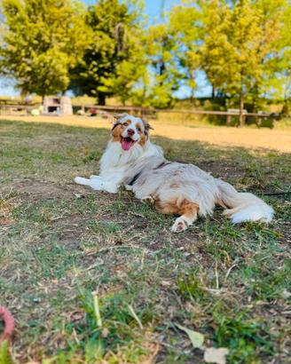 Pastore Australiano Red Merle per Monta