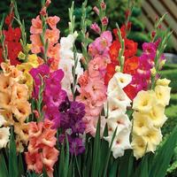 50 bulbi di gladioli di tutti i colori a 4 euro 