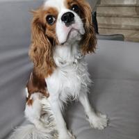 Cavalier King per riproduzione