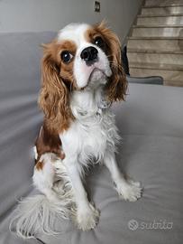 Cavalier King per riproduzione