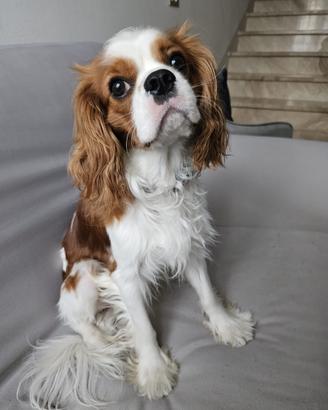 Cavalier King per riproduzione
