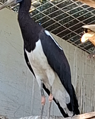 Cicogna di abdimi