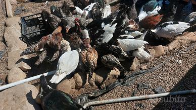Anatre, orche e galline
