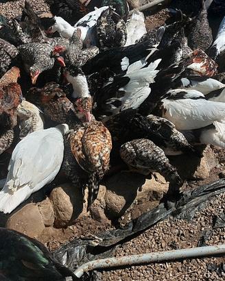 Anatre, orche e galline