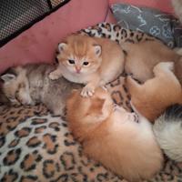 British Shorthair femminuccia