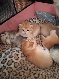 British Shorthair femminuccia