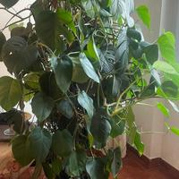 Pianta monstera deliciosa