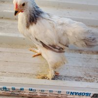 Pulcini brahma columbia