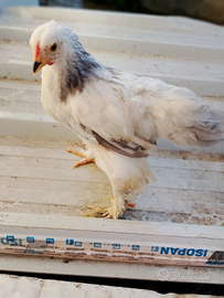 Pulcini brahma columbia