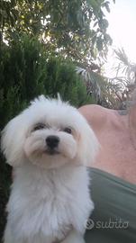 Maltese cucciolo linea coreana maschio