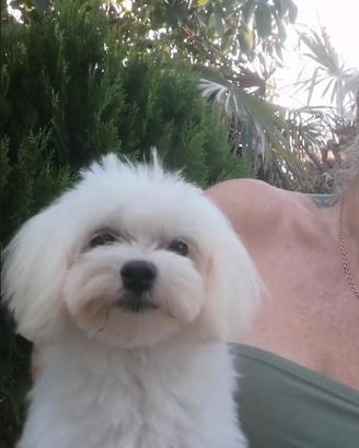 Maltese cucciolo linea coreana maschio