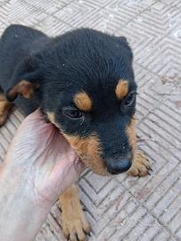Dono cuccioli
