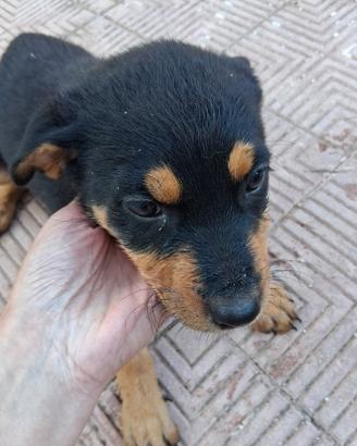 Dono cuccioli