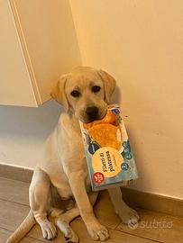 Lui Labrafor e Lei Labrador