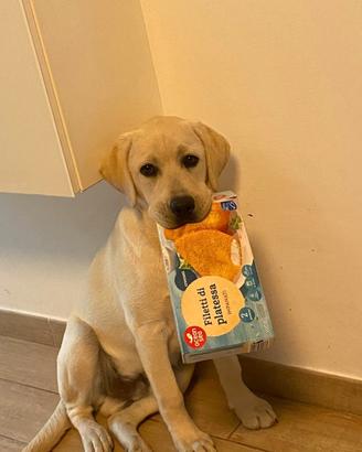Lui Labrafor e Lei Labrador