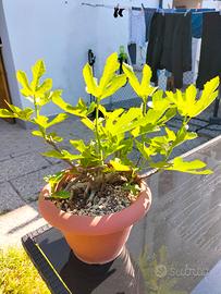 bonsai di fico