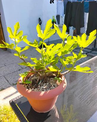 bonsai di fico