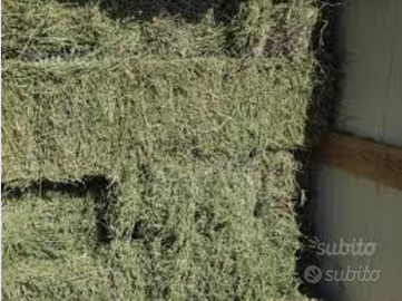 Fieno di pura erba medica