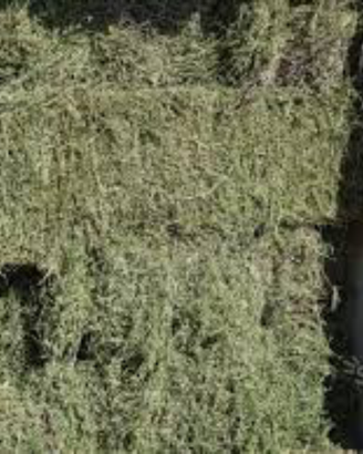 Fieno di pura erba medica