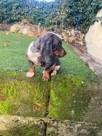 Maschietti di bassotto nano