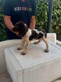 cuccioli springer 