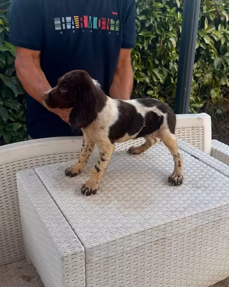 cuccioli springer 