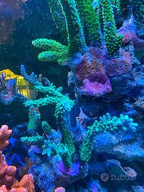 Talea loisette verde petrolio punte azzurre