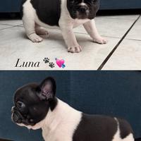 Cuccioli di Bulldog francese