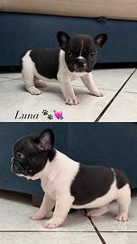 Cuccioli di Bulldog francese