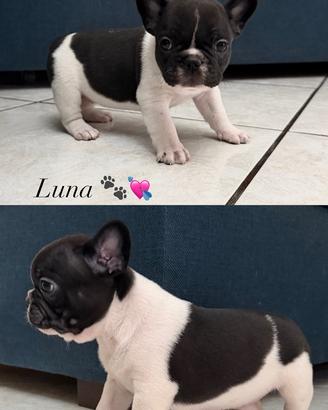Cuccioli di Bulldog francese