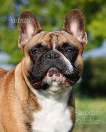 Bouledogue/Bulldog francese