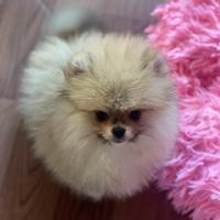 POMERANIA Spitz Nano Sabbia Pedigree