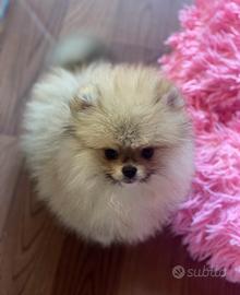 POMERANIA Spitz Nano Sabbia Pedigree