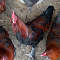Galli marans